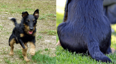 Andrea Kühne`s "Pikus", Deutscher Jagdterrier, hochmotiviert beim Hörzeichen <Hier> und völlig relaxt sitzend Foto links: Andrea Kühne; Foto rechts: Simone Hoffmann Kombi Pikus